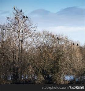71023044 - collection of cormorant shag birds roosting in winter tree