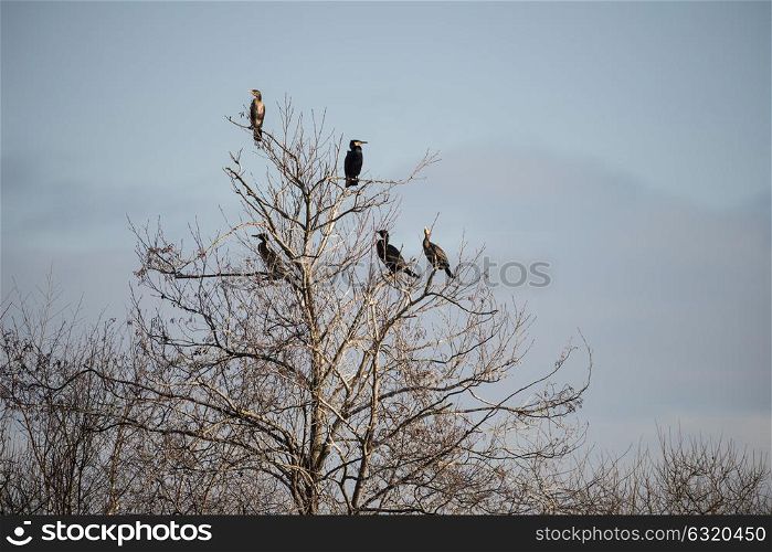 71823801 - collection of cormorant shag birds roosting in winter tree