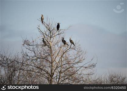 71823801 - collection of cormorant shag birds roosting in winter tree