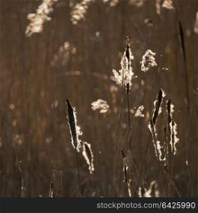 71918715 - beautiful landscape image of winter reeds in golden sunlight