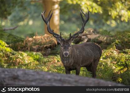 71944974 - majestic red deer stag cervus elaphus in forest landscape during rut season in autumn fall