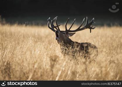 72189043 - majestic red deer stag cervus elaphus bellowing in open grasss field during rut season in autumn fall