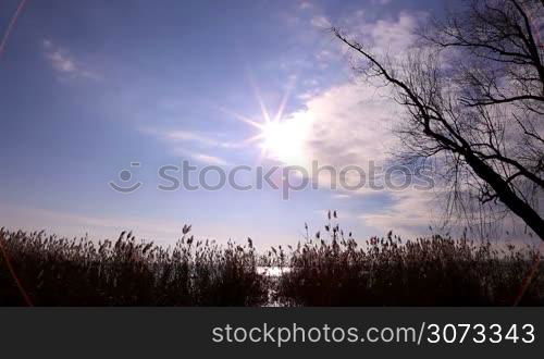 &#8220;Star&#8221; sun above the reeds