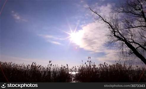 &#8220;Star&#8221; sun above the reeds