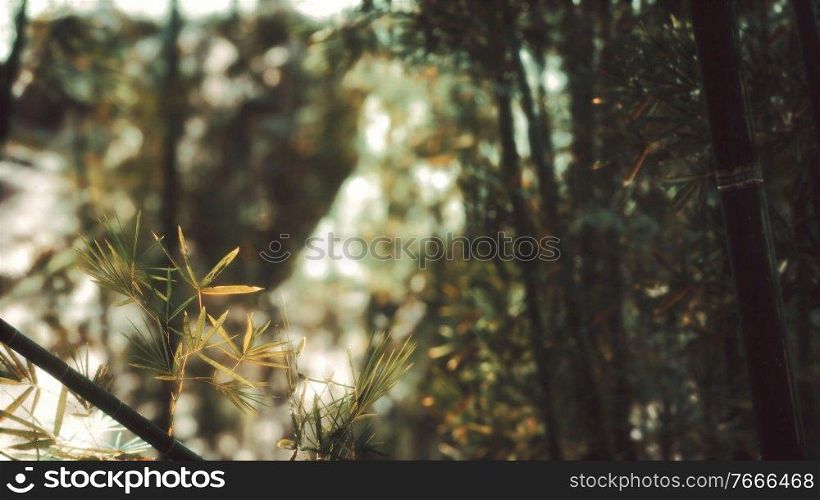 8K Asian Bamboo forest with sunlight