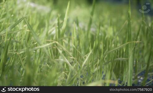 8K Bright spring grass field with sunlight