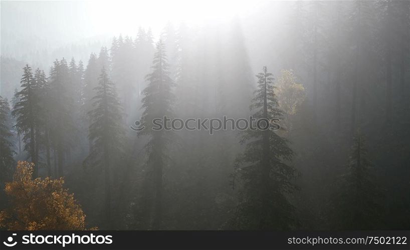 8K forest in autumn morning mist fog. 8K Forest in Autumn Morning Mist