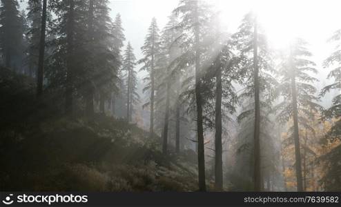 8K forest in autumn morning mist fog. 8K Forest in Autumn Morning Mist