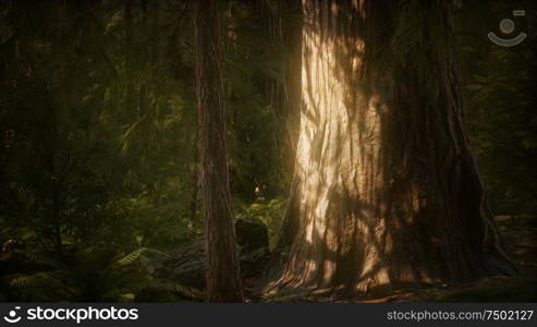 8K Giant Sequoia Trees at summertime in Sequoia National Park, California. 8K Giant Sequoia Trees at summertime in Sequoia National Park