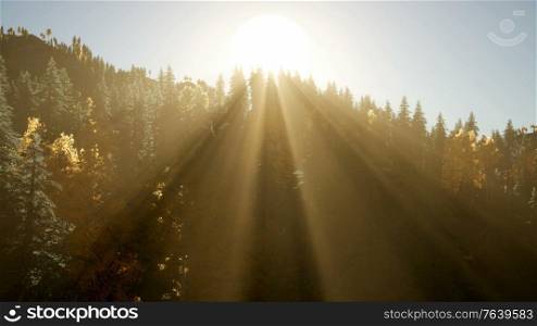 8k rays of the sun make their way through the branches in the forest.. 8k Rays of the Sun Make their Way through the Branches