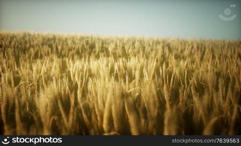 8K Ripe yellow rye field under beautiful summer sunset sky
