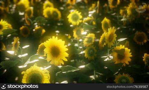 8k Sunflowers blooming in Late Summer