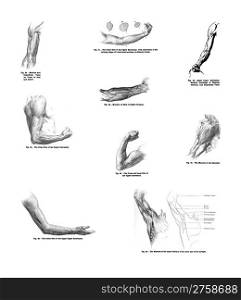 9 Views of the human hand and arm from out of print book, Human anatomy for art studentsA by Sir Alfred Downing Fripp, Ralph Thompson, Harry Dixon - 1911