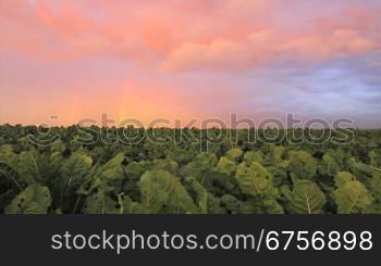 _ber einem Feld Rnben ragt ein Regenbogen im gelb-orange-blau gefSrbtem Himmel mit vornberziehenden weiss-orangen Wolken