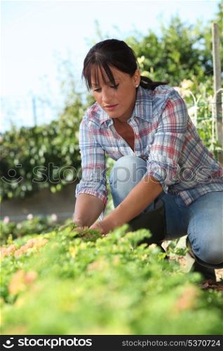 a 30 years old woman lifting a lettuce in a kitchen garden
