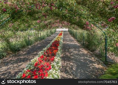 A arbor of Roses covers a center garden at Point Defiance Park in Tacoma, Washington.