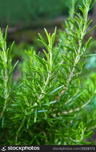 a aromatic rosemary plant in the garden