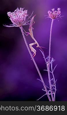 A artistic shot of a praying mantis