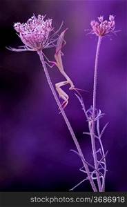 A artistic shot of a praying mantis