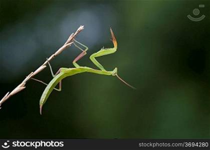 A artistic shot of a praying mantis