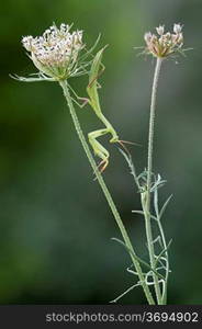 A artistic shot of a praying mantis