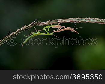 A artistic shot of a praying mantis