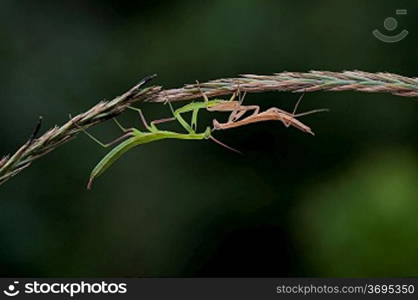 A artistic shot of a praying mantis