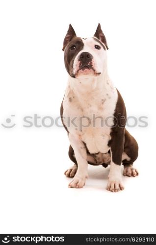 A baby American Staffordshire Terrier, posing isolated over a white background