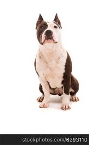 A baby American Staffordshire Terrier, posing isolated over a white background