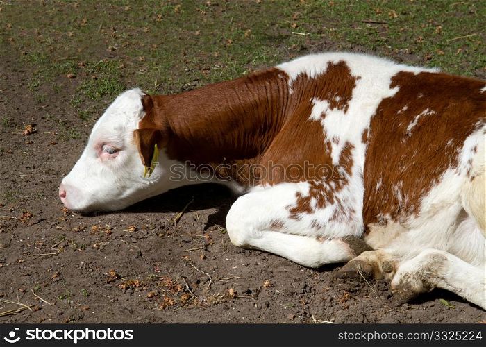 a baby calf in a holland farm