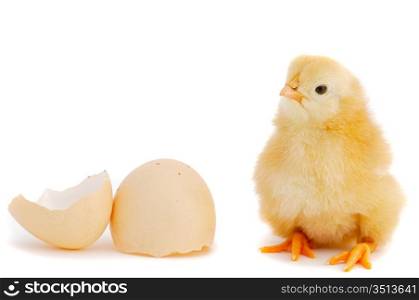 A baby chick over a white background