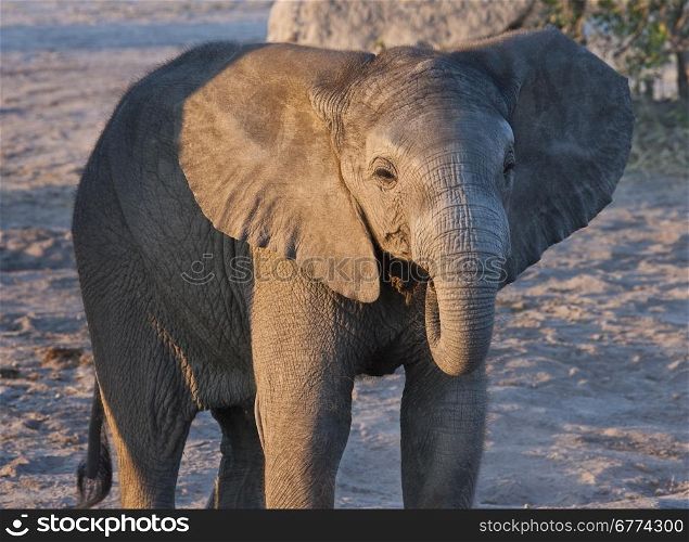 A baby elephant (Loxodonta africana) in the Savuti region of northern Botswana.