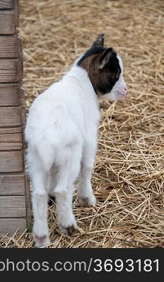 A baby goat on a far