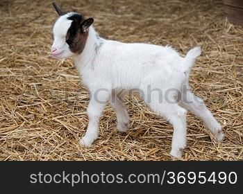 A baby goat on a far