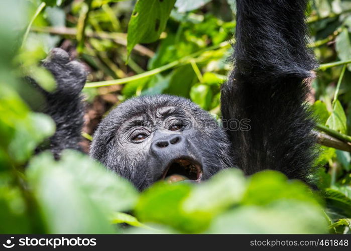 A baby gorilla screams as he reaches for a branch in the impenatrable forrest of Uganda