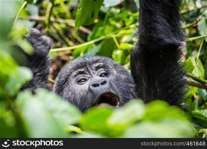 A baby gorilla screams as he reaches for a branch in the impenatrable forrest of Uganda