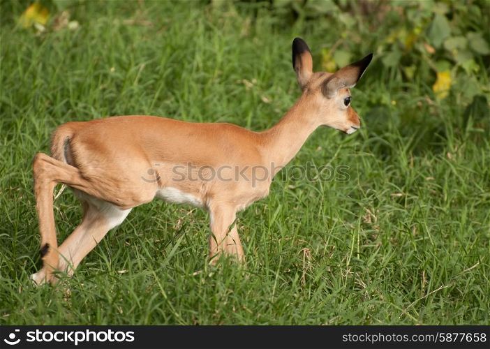 A baby impala walks along in the thick, lush, green grass of the forest in Lake Nakuru National Park, Kenya.
