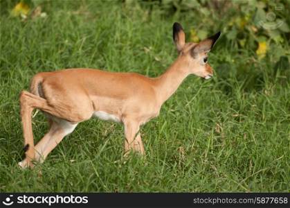 A baby impala walks along in the thick, lush, green grass of the forest in Lake Nakuru National Park, Kenya.