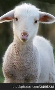 A baby lamb in a field in the spring