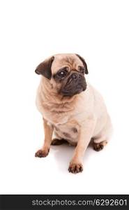 A baby pug posing isolated over a white background