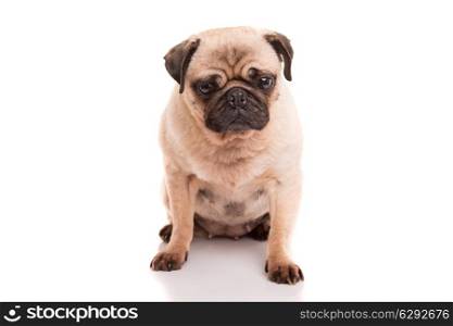 A baby pug posing isolated over a white background