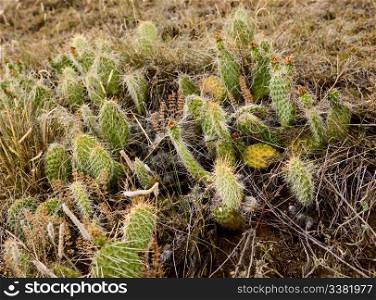 A background image consiting of prairie cactus and grass