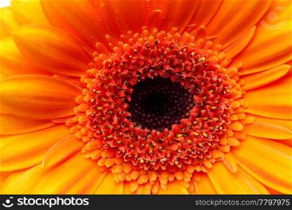 a background of an orange gerbera flower