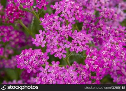 a background of pink decorative garden flowers