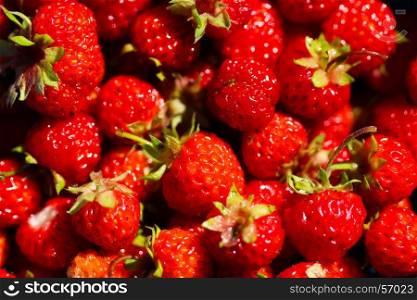 A background of ripe red strawberry harvest