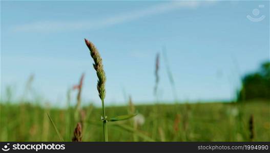 A background photo with grass