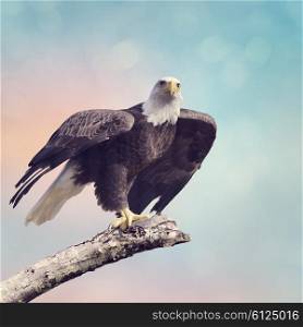 A Bald Eagle Taking off