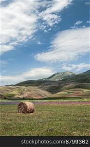 A bale in front of the fields of lentil in Castelluccio. The flowering of Castelluccio under a blue sky