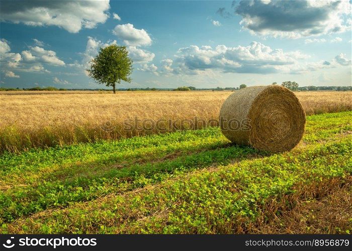 A bale of hay is lying next to a grain field and a lonely tree in the distance, summer view