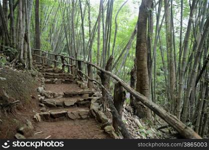 a bamboo forest near the city of Mae Hong Son in the north provinz of Mae Hong Son in the north of Thailand in Southeastasia.. ASIA THAILAND MAE HONG SON